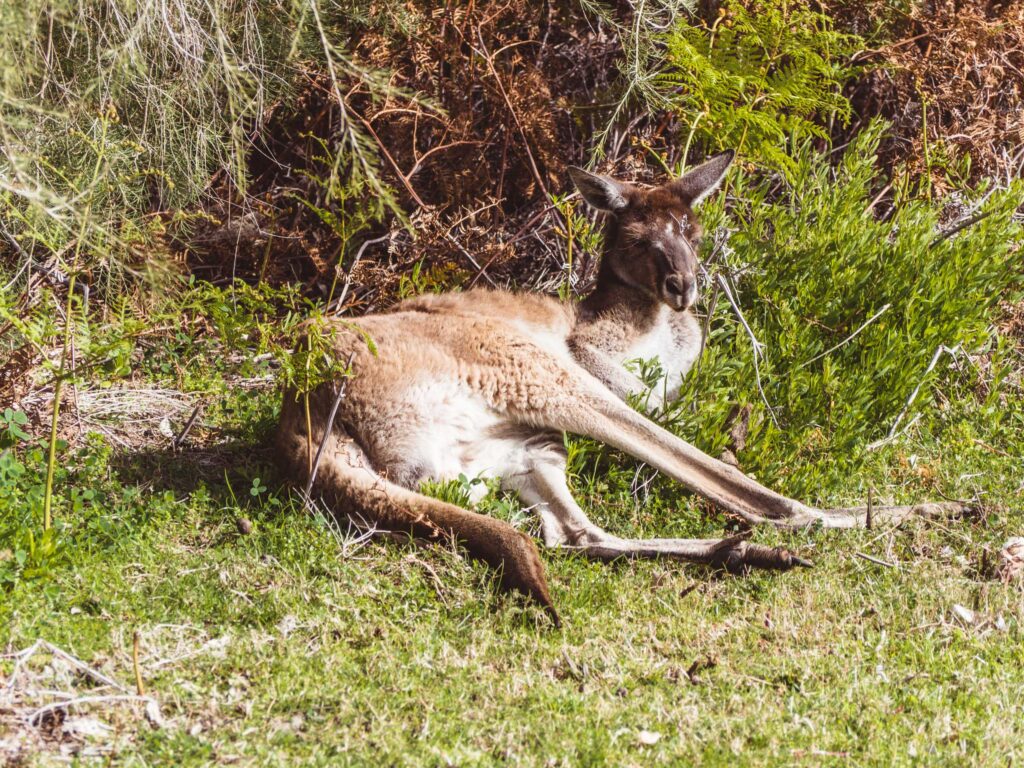 4 Wochen Westaustralien mit Camper 29