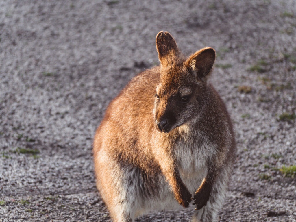 Stellplätze in tasmanien