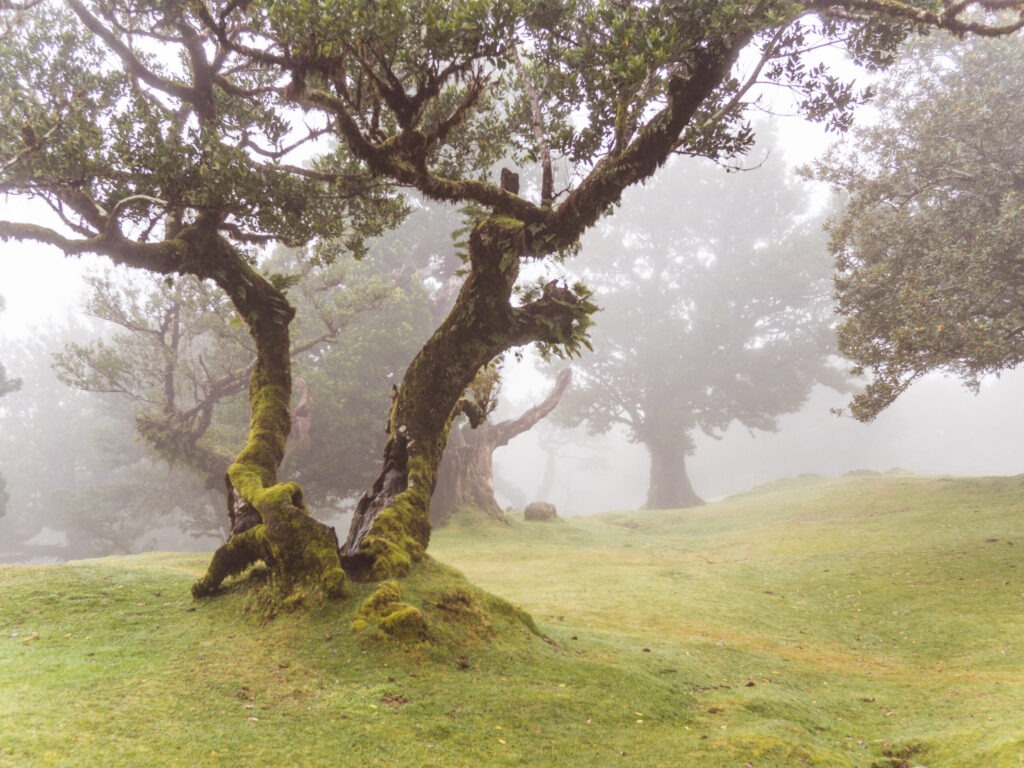 Wandern auf Madeira mit Baby und Kleinkind: Unsere schönsten Touren 2