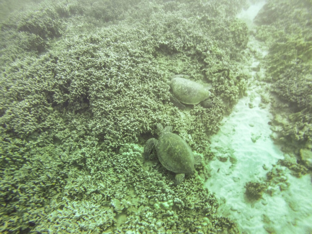 Maui Sehenswürdigkeiten: Die Highlights der Insel 3