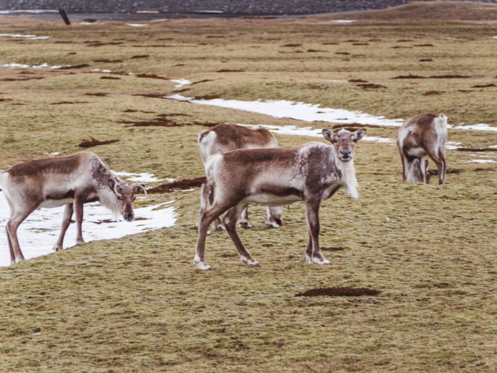 8 Tage Route Island im Winter: Unsere Route mit Mietwagen 11