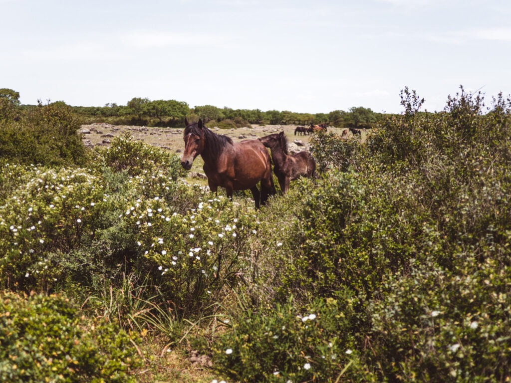 3 Wochen Route Sardinien mit Camper und Baby 7