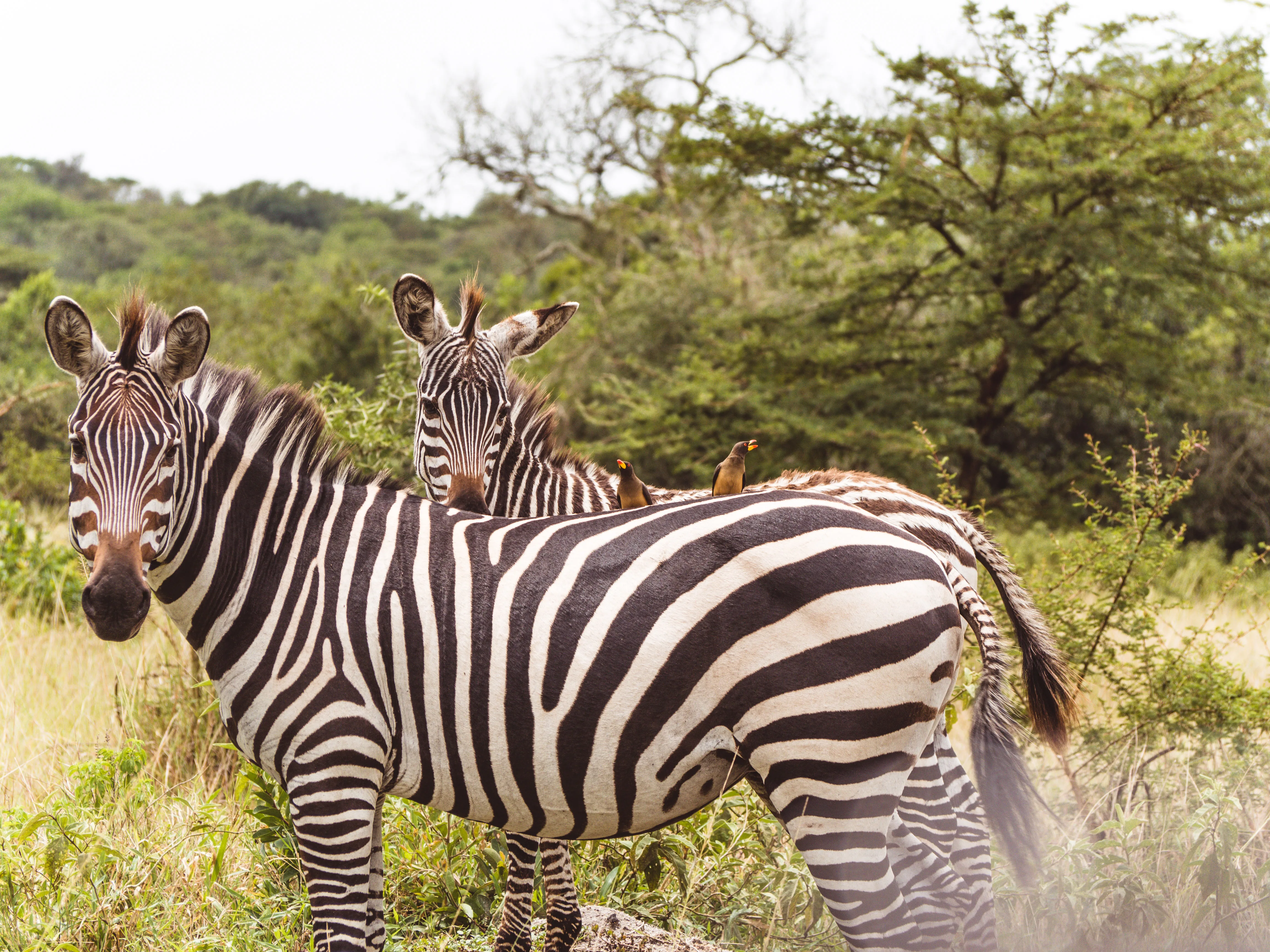 2 Wochen Selbstfahrer Route durch Uganda 2
