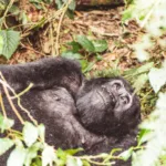 gorilla trekking Uganda