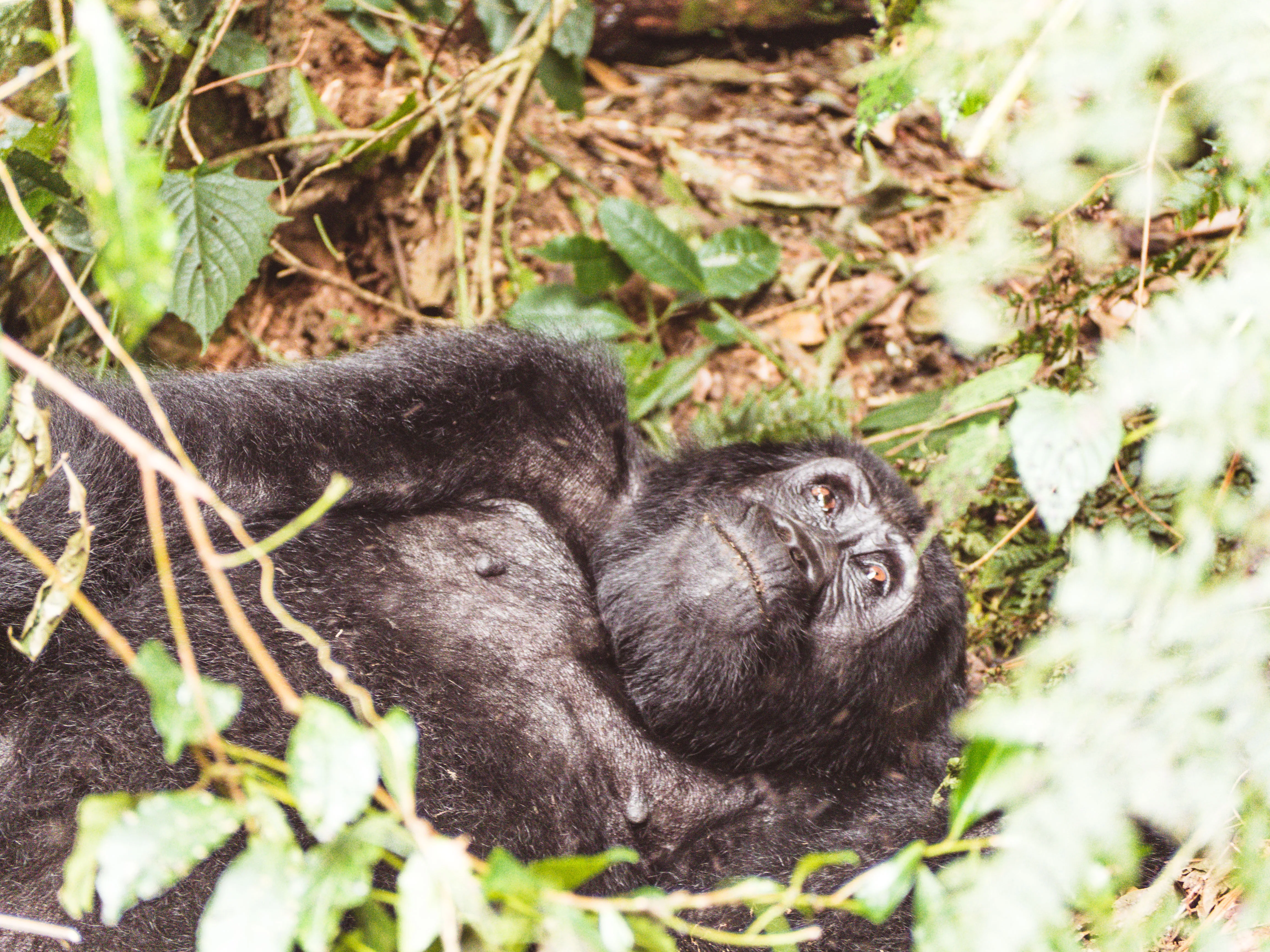 gorilla trekking Uganda
