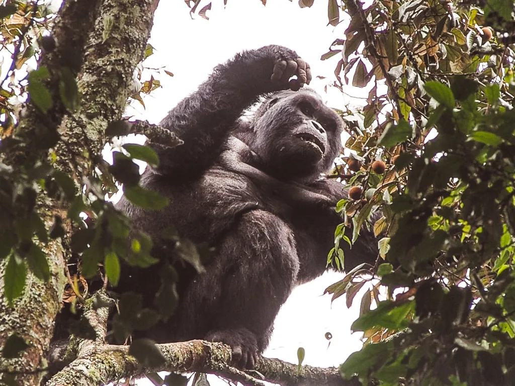 2 Wochen Selbstfahrer Route durch Uganda 5