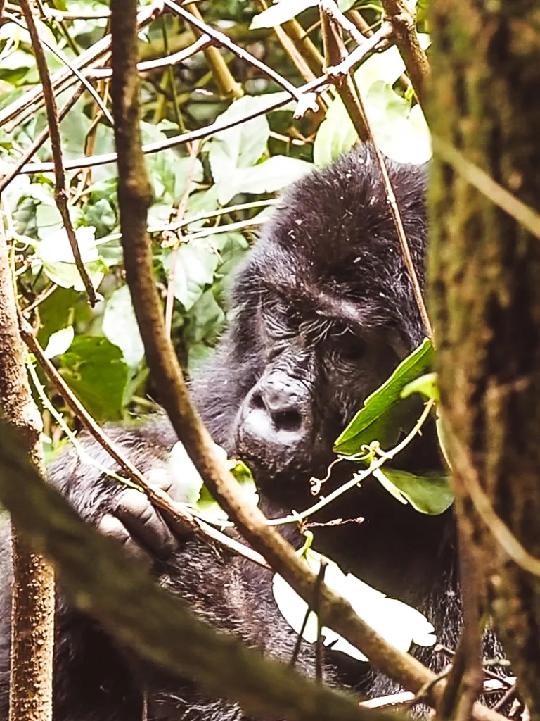 2 Wochen Selbstfahrer Route durch Uganda 6