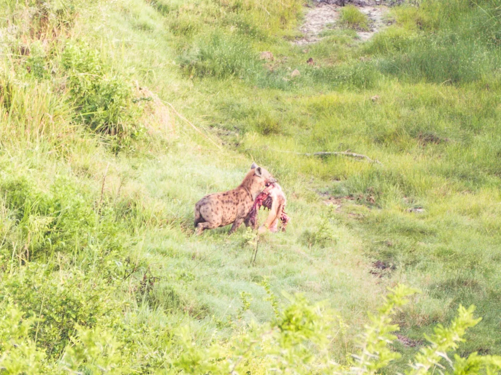 2 Wochen Selbstfahrer Route durch Uganda 11
