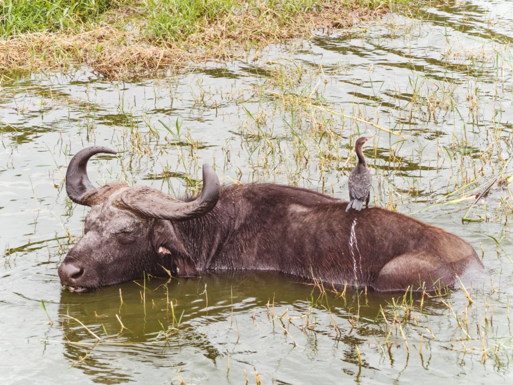 2 Wochen Selbstfahrer Route durch Uganda 8