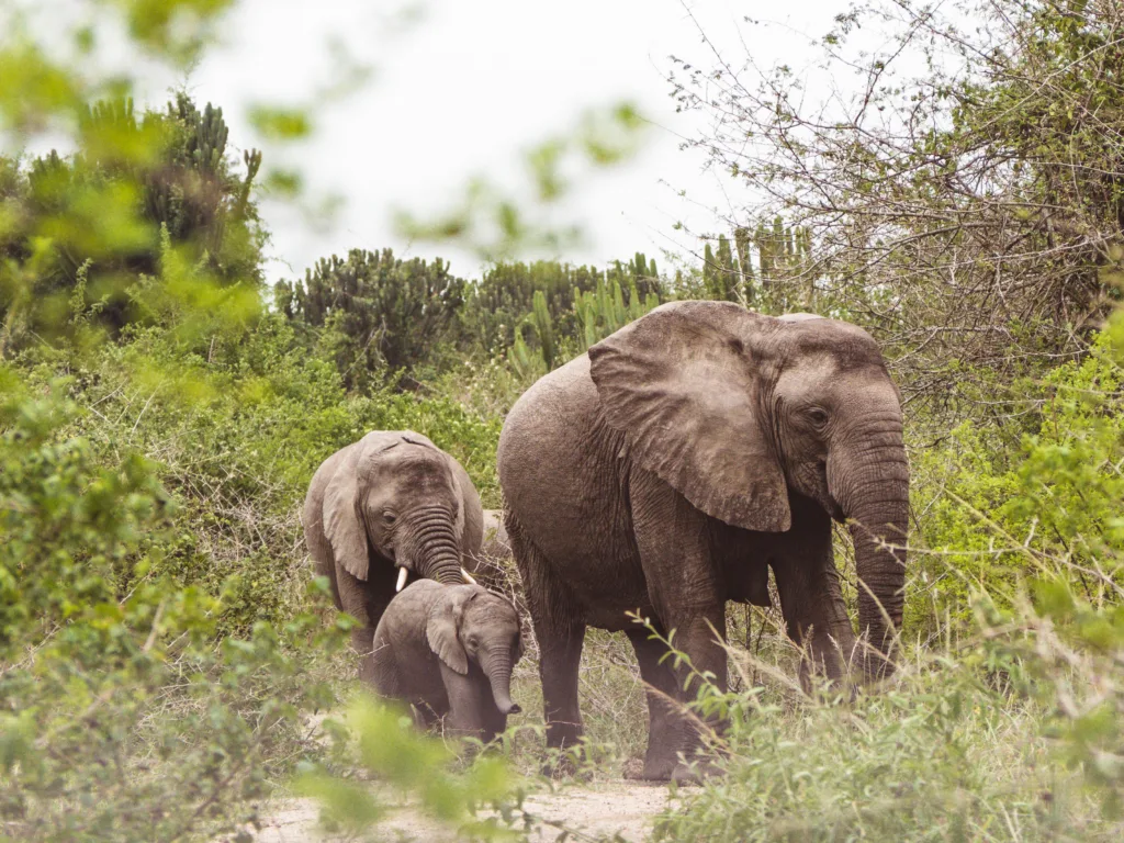 Uganda Reiseplanung: Alle Infos zu deiner Reise 3