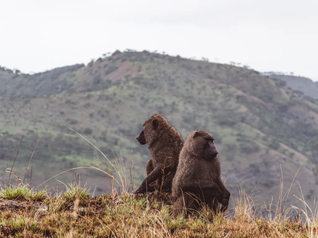 2 Wochen Selbstfahrer Route durch Uganda 10