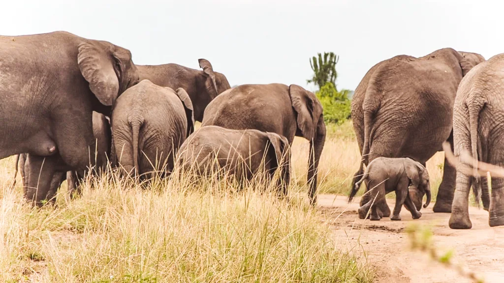2 Wochen Selbstfahrer Route durch Uganda 7