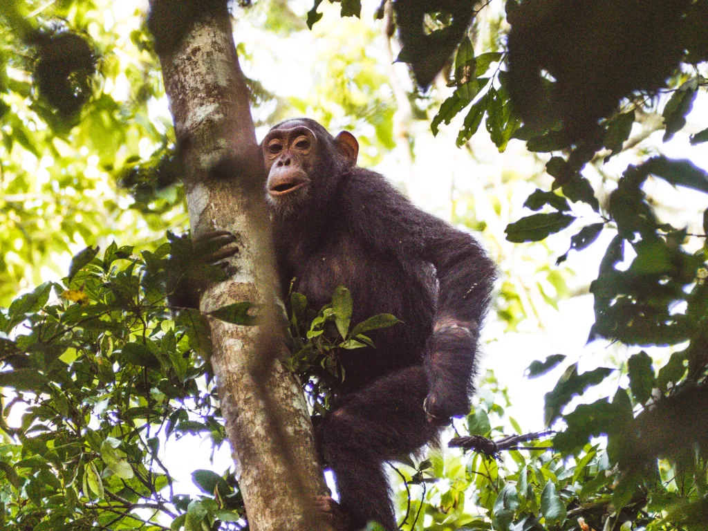 2 Wochen Selbstfahrer Route durch Uganda 12