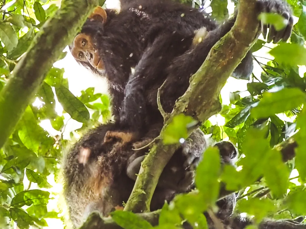 2 Wochen Selbstfahrer Route durch Uganda 13