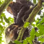 schimpanten trekking uganda