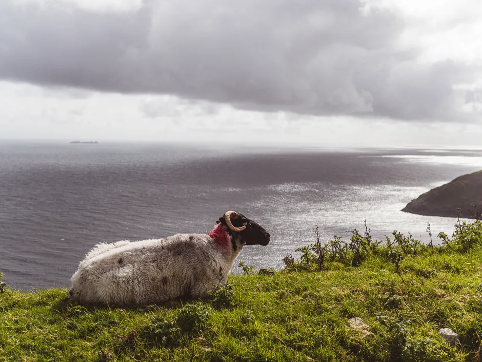 Irland - Reisevorbereitungen und Tipps 5 irland camper